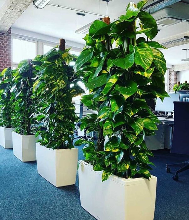 Живые цветы ! Аренда на мероприятия