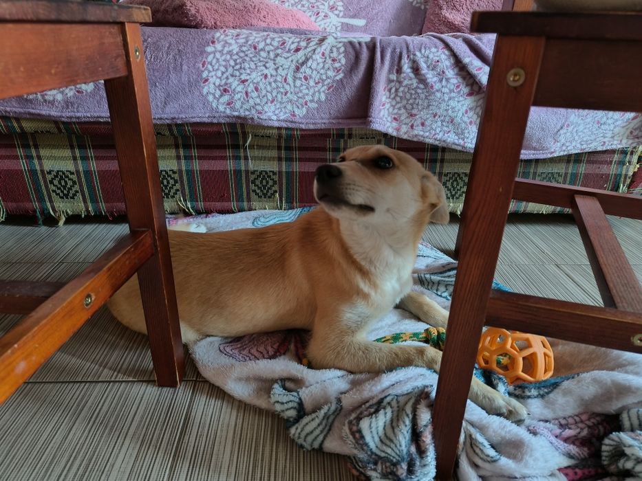 Catelusa spre adoptie