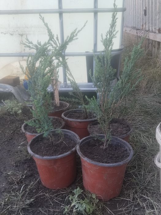 Можевельник Блю Эрроу