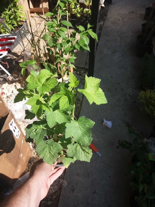 Касис – Френско грозде
Налични 5 вида