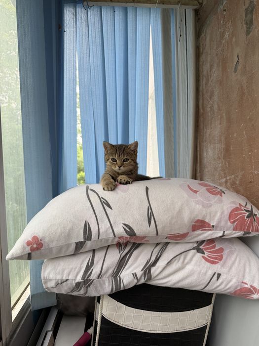 Отдам в добрые руки
