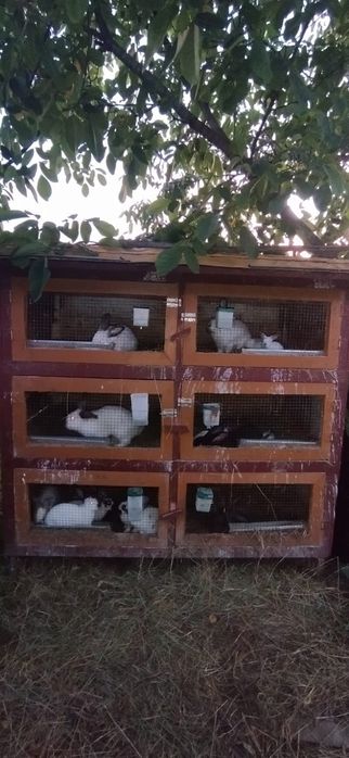 Iepuri de vanzare + Cușcă