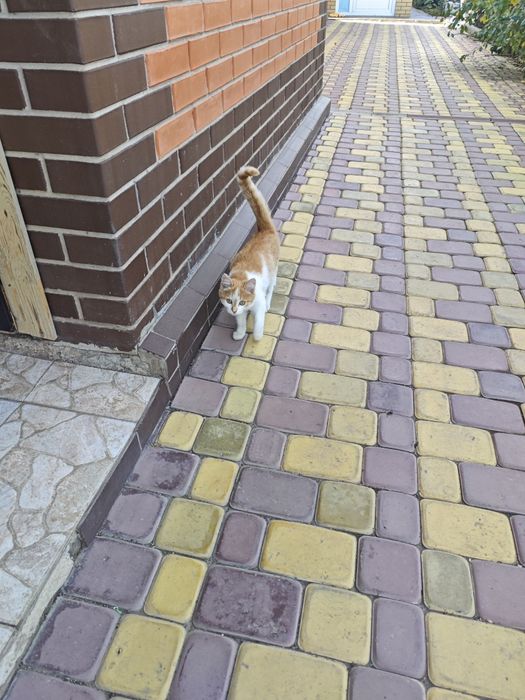 Отдам котенка (девочка) в хорошие руки