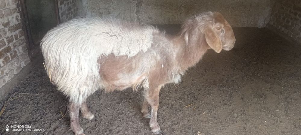 Койлар сатылады 4 млн, азгантай пайгазы бар, домашний