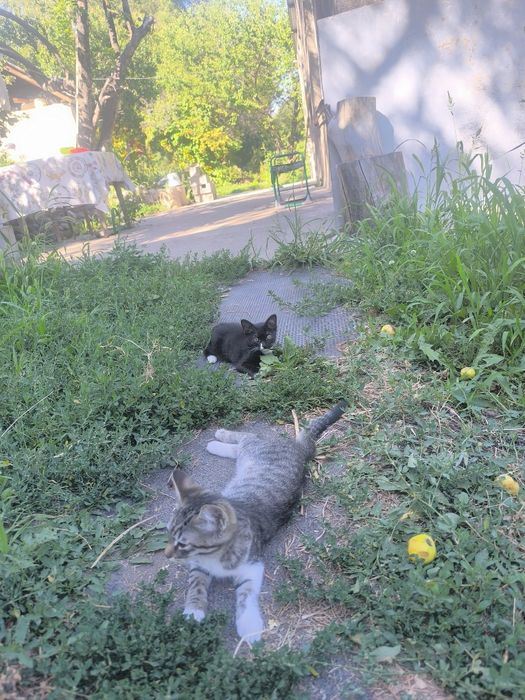 Отдам котят в добрые руки