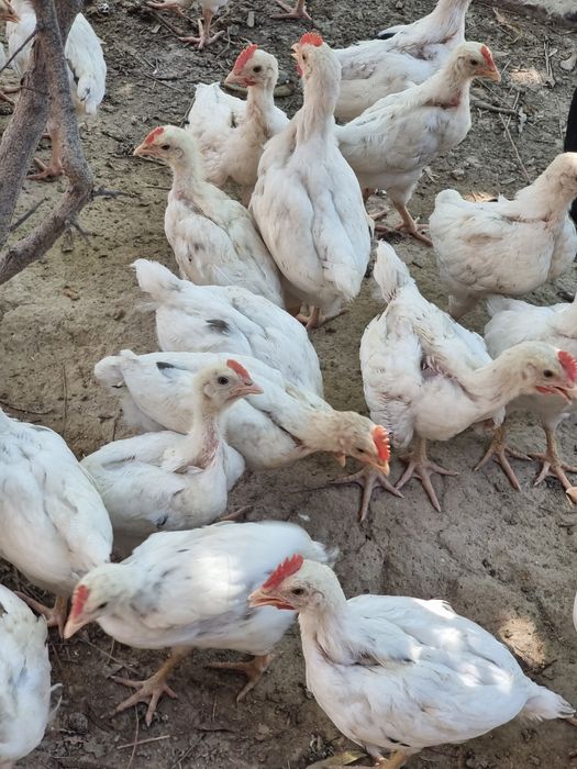 Hashaki oq jojalar