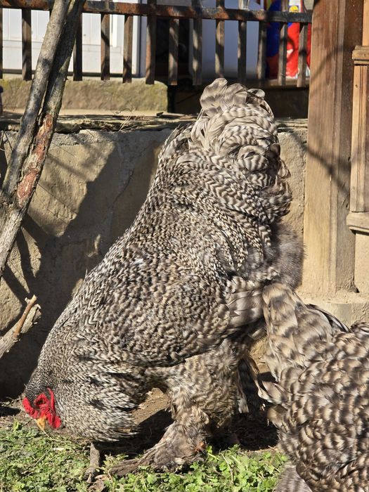 Продавам разплодни яйца от Кукувича Брама [Cuckoo Brahma]