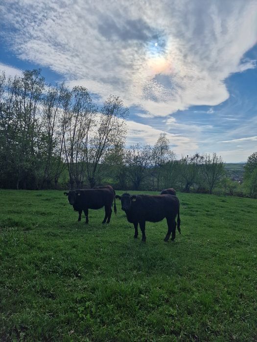 Vând 6 vaci de angus