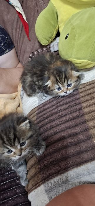 Настоящие шотландские котята