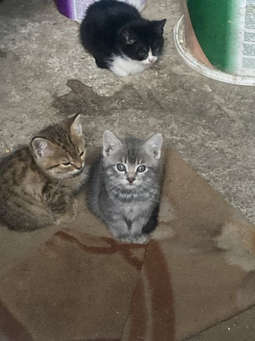 Кошка продаютсья