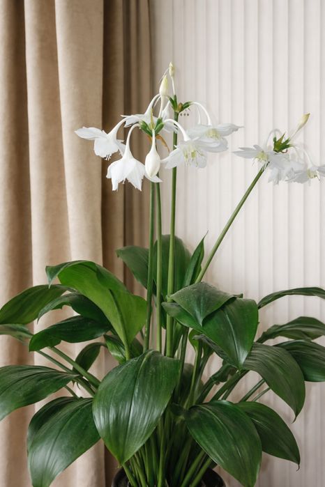 Эухарис ( амазонская лилия цветет белыми колокольчиками)