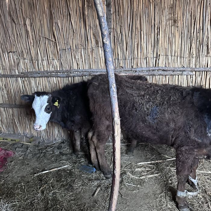 Телки 2еу сатылад