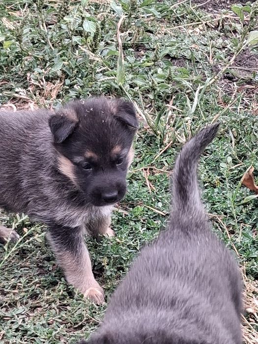 Продам щенков немецкой овчарки