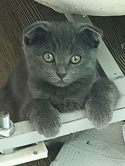 Scotishfold zotli mushuk