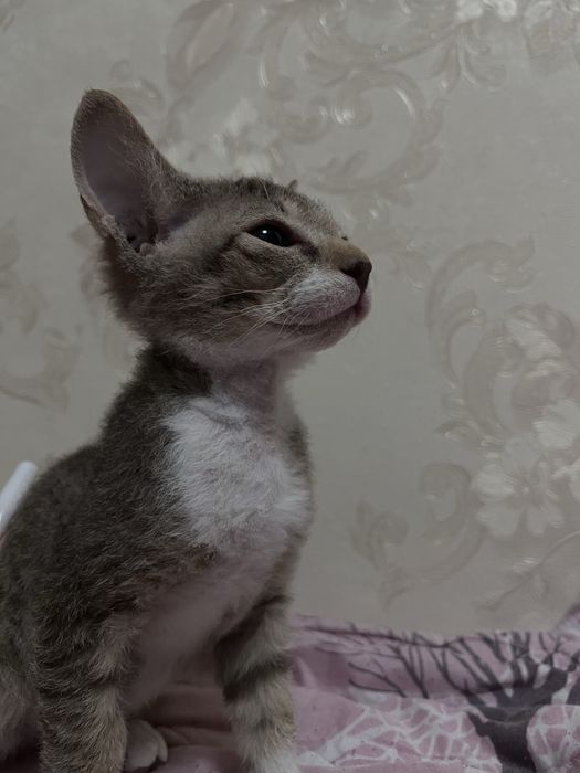 сфинкс донской велюровый