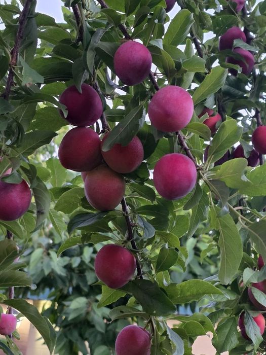 Срочно продам свою дачу 6 соток