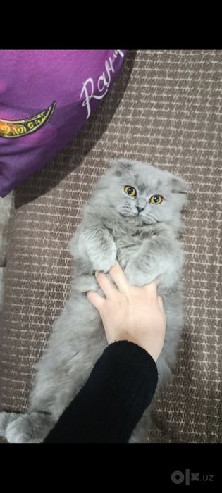Британский кошка