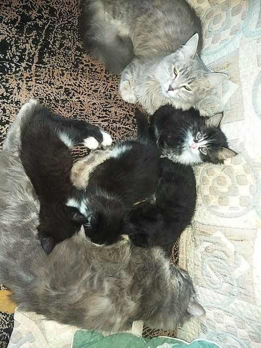 Игривые, воспитанные мурлыки