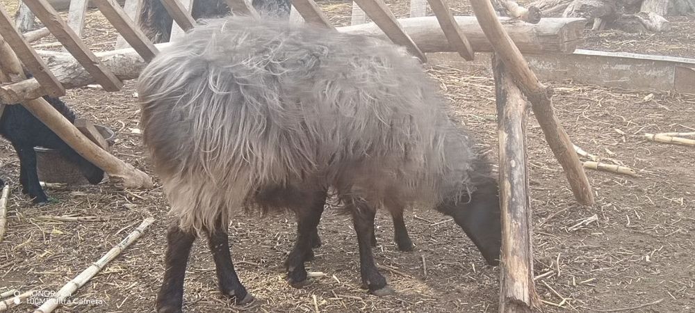 Койлар сатылады 4 млн, азгантай пайгазы бар, домашний