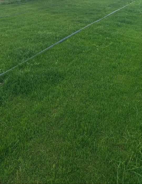 Tayyor gazon    sotiladi