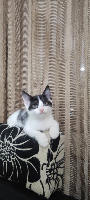 Котята 2 месяца. Мальчики.