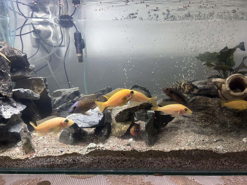 Vand Acvariu de 80x46x32