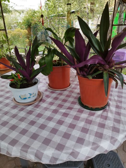 Рео красная,  амазонская лилия, сингониум