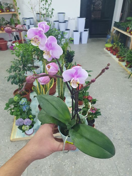 Arxideya архидея