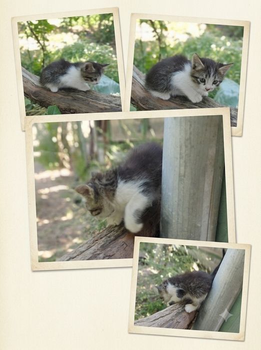 Продаются котята