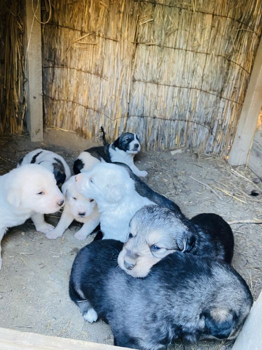 Күшіктер сатылады порода тобет