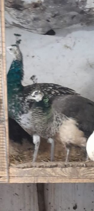 Vând  păuni tineri