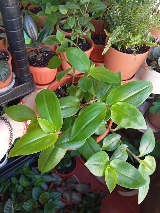 Продам комнатные растения