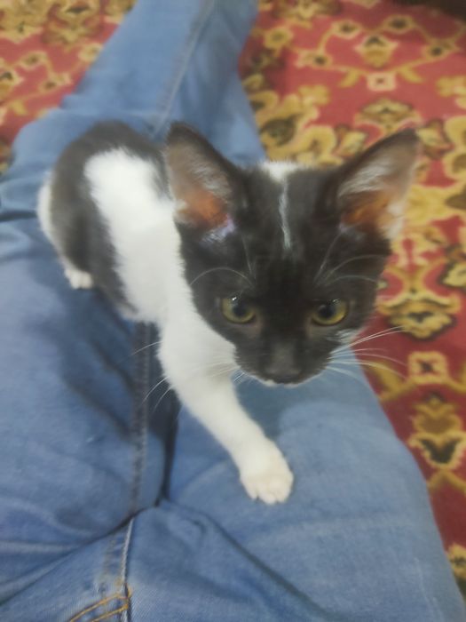 Отдаётся котёнок в хорошие руки