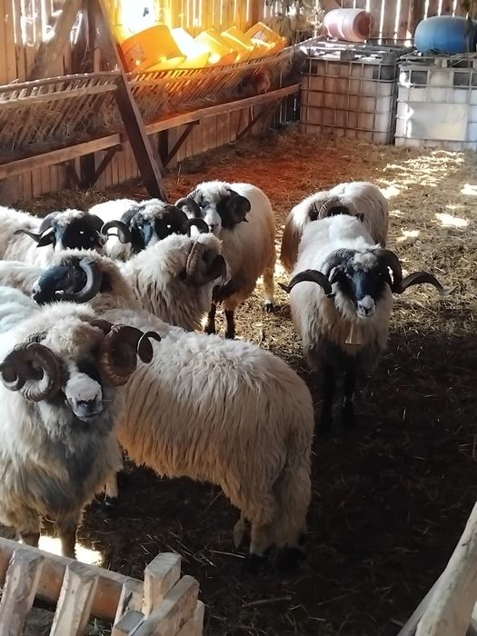 Berbeci disponibili