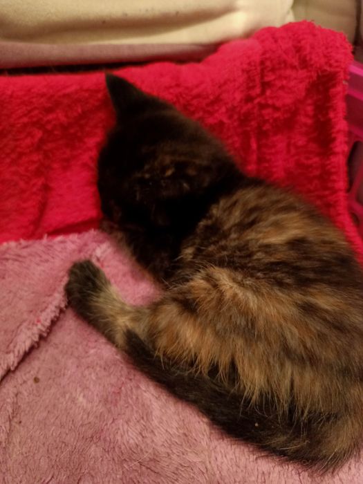 Кошка бесплатно.