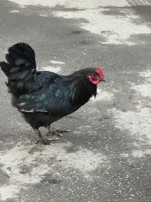 Петухи- 5000 тг.