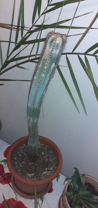 De vanzare cactus