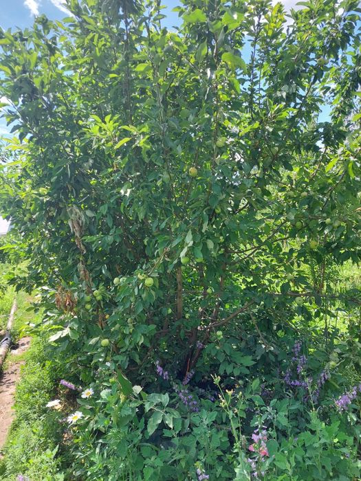 Продам дачный участок