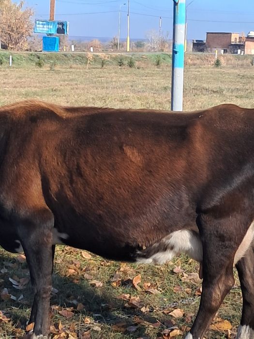 Продам корову дойнная