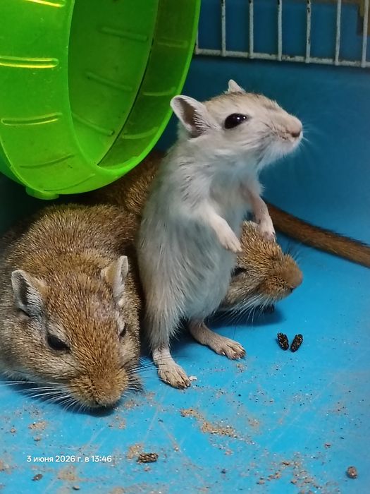 Продам малышей дэгу песчанных