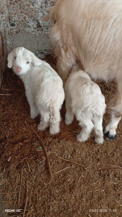 Экиз болали эчки сотилади семиз соглом хонаки сифатли йош хурон зур!!!