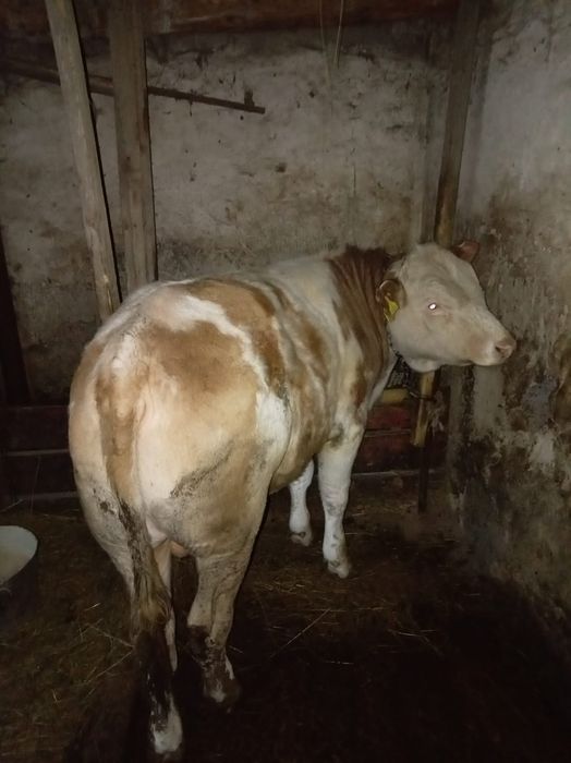 Полторашка букалар сатылады.