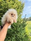 Продавам мъжко померанче