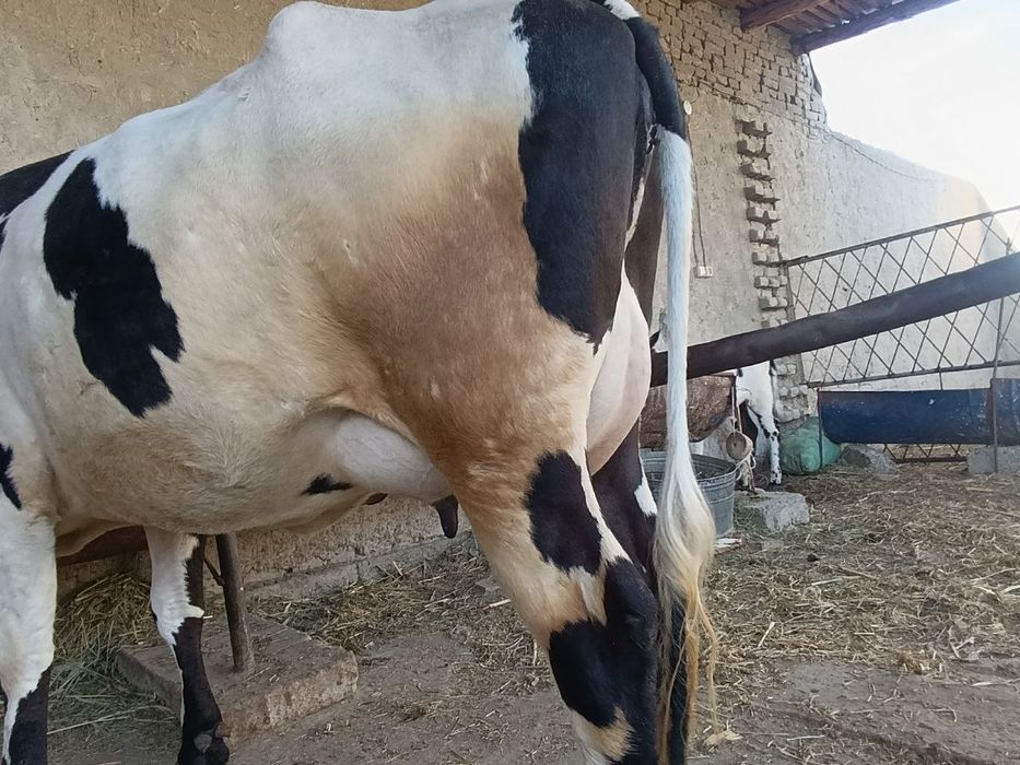 Rassiyski zotli sigir sotiladi narxi 37mln yana krelishamiz