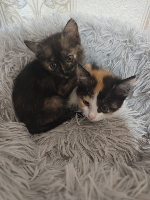 Кошечка в хорошие руки