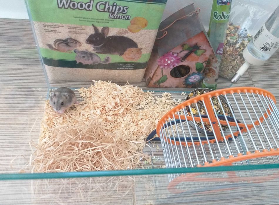 Acvariu pesti sau hamsteri 30x60cm complet echipat + hamsteri bonus