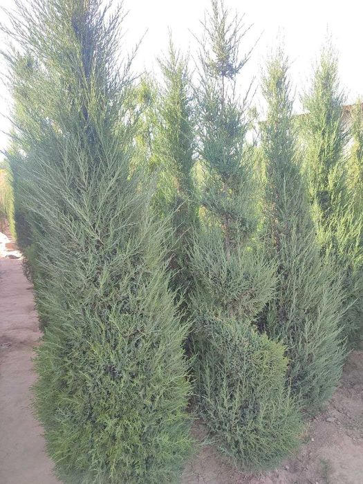 Mevali va manzarali ko'chatlar