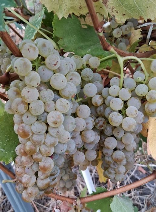 Butasi de vita de vie de anul 2 și de anul 3