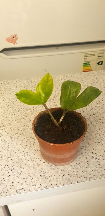 Замиакулькас  луковица сформирована