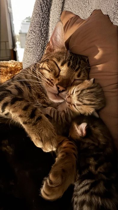 Бенгалски котета  8 седмични